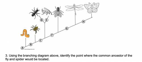 Identify the point where the common ancestor of the fly and spider would be located.