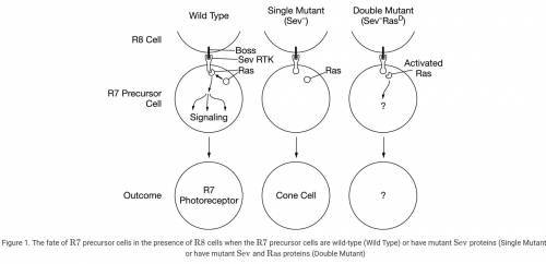 Describe how the defect in the Single-Mutant ( Sev− ) R7 precursor cell causes the cell to become a