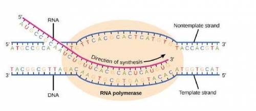 If the DNA strand starts with : TACGGCGTTAGC, What will the RNA strand read? Use the picture above