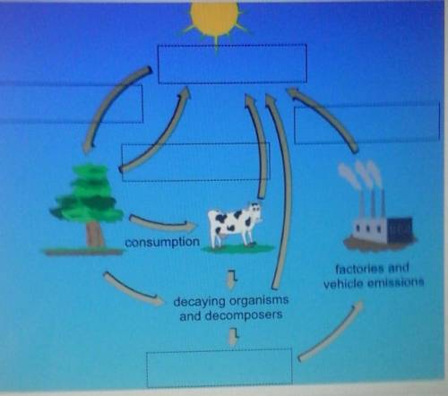 CARBON CYCLE?

combustion organisms release CO2 plants use CO2 fossil fuels form atmospheric CO2