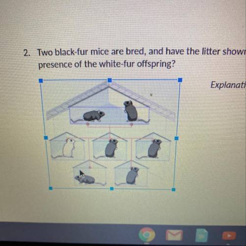 Two black-fur mice are bred, and have the litter shown below. What is the most likely explanation f