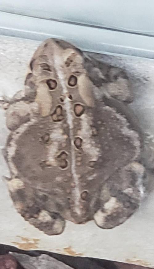 What is this type of frog? is it poisonous?