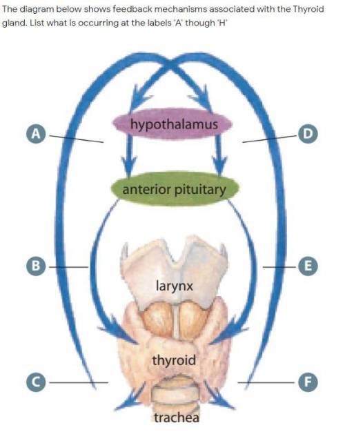 The diagram below shows feedback mechanisms associated with the Thyroid gland. List what is occurri