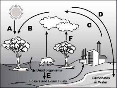 Analyze the given diagram of the carbon cycle below. Part 1: Which process does arrow F represent?