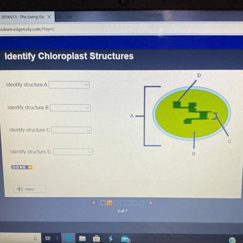 Pleaseeeeee helpppp?

Identify Structure A
A-chloroplast
B-stroma
C-granum 
D-thylakoid
Identi