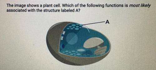 A. Producing energy for cellular activity

B. Storing water for the cell's use
C. Conducting photo