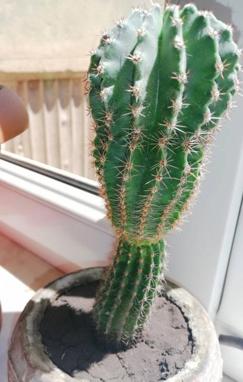What tipe of cactus is this?