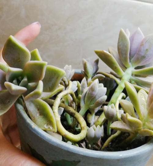 What tipe of succulent is this??
