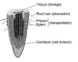 The diagram below shows a magnified view of a cross section of a plant root tip. Four parts of the