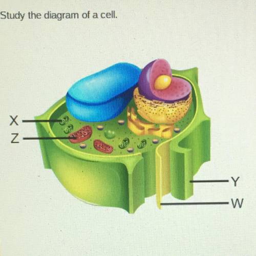 Which structures are found in both plant and animal cells?

O W and X
O W and Z
O X and Y
O Y and