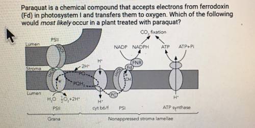 HELP! NOW!

A. Protons will no longer accumulate on one side of the membrane.
B. ATP production wi