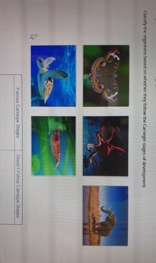 I NEED HELP PLEASE

Drag each label to the correct category.Classify the organisms based on whethe