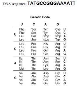 Which of the following is the correct sequence of amino acids coded by the DNA strand? Your