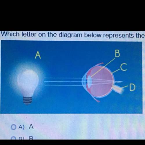 Which letter on the diagram below represents the retina of the eye? A) A B) B C) C D) D