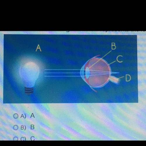 Which letter on the diagram below represents the lens of the eye?