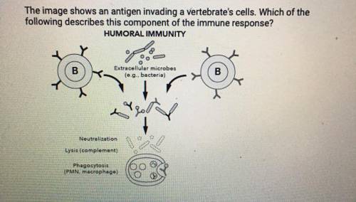 HELP QUICK!

 A. Cytoxic T cells recognize and attack infected cells in a humoral response.
B. Cyt