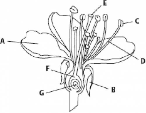 Identify the flower parts labeled A—G.