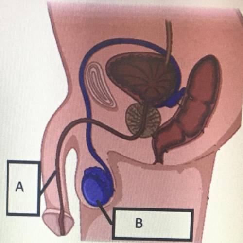 Label the structures of the male reproductive system.

1.A Urethra, 8 - Testis
2.A Testis, B. Vas