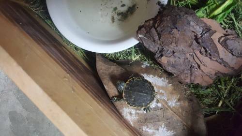 What species of turtle is this found him in my front yard, I live in Florida near Orlando if that h
