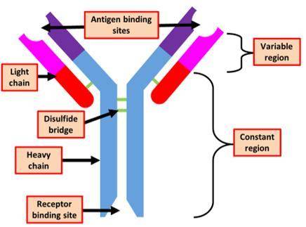 The diagram shows the structure of an antibody. Describe the roles of the variable region in formin