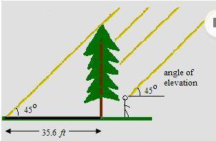 OKK 90 POINTS 1. A tree casts a shadow that is 35.6 feet long. At that time, the