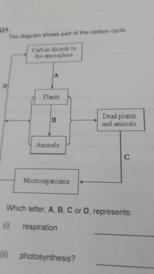 Which letter a b c or d represents respiration photosynthesis