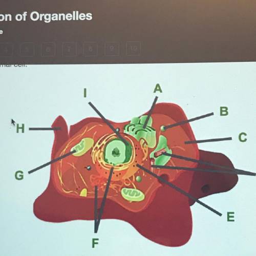 PART 1
 

which organelle is labeled A?
a. mitochondrion 
b. ribosome 
c. golgi apparatus
d. lysoso