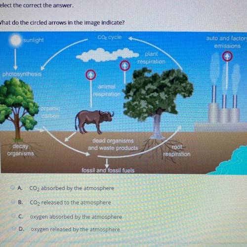 Select the correct the answer.

What do the circled arrows in the image indicate?
A. CO2 absorbed