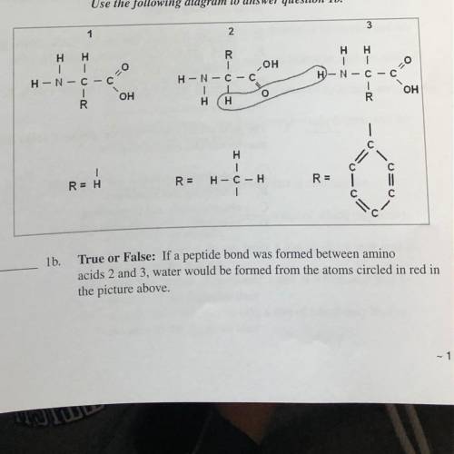 True or false, if a peptide bond was formed between amino acids 2 & 3 water would be formed fro