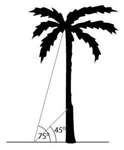 A palm tree is supported by two guy wires as shown in the diagram below. Which trig expression can