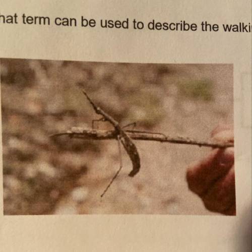 Based on this information, what term can be used to describe the walking stick?