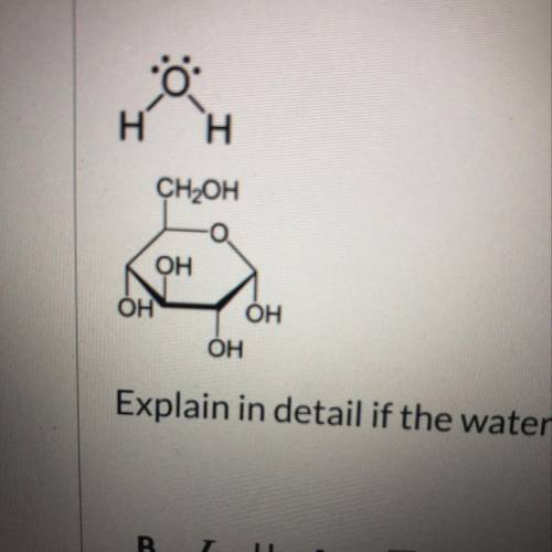 Explain in detail if the water molecule (top) can interact with the glucose molecule (bottom)