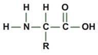 What biological macromolecule is made up of monomers like the one shown below? A. Lipid B. Nucleic