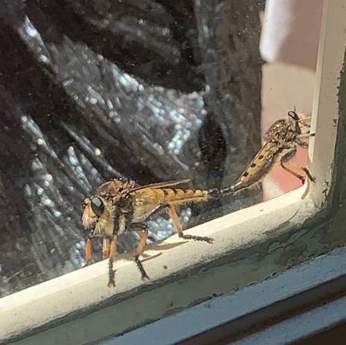 What bug is this?

it has fly eyes
bee head
grasshopper tail
spider legs
and cicada wings?!?