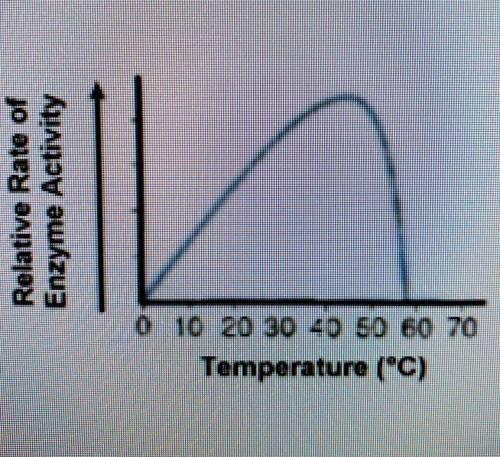 According to the graph, which statement below is true?

A. This enzyme works equally well at all t