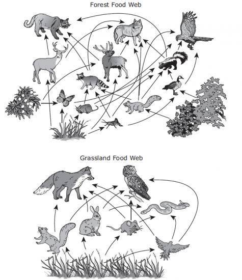 NEED ANSWERED ASAP The food webs below model relationships among the organisms in two ecosystems. W