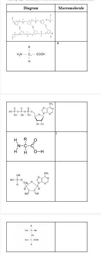 PICTURE 1: identify monomers and describe the function for all macromolecules PICTURE 2: identify m