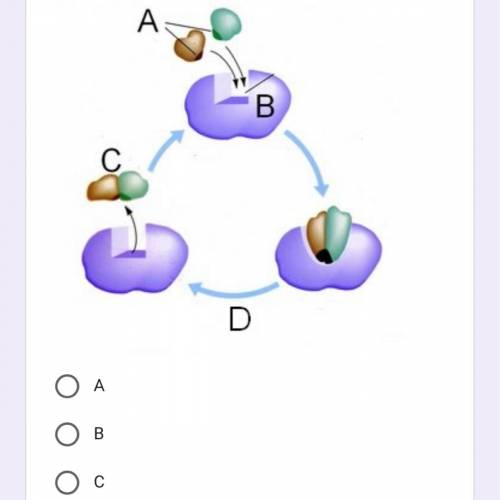 On the image, which letter represents the enzyme