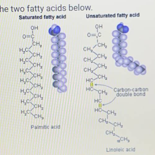 -Look at the two fatty acids below.

Saturated fatty acid Unsaturated fatty acid
-Linoleic acid
Wh