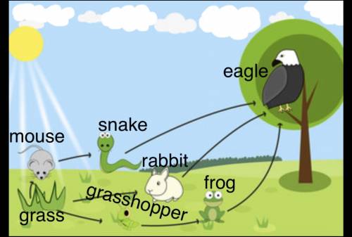 ASAP which animals are the tertiary consumers in this food web??(see pic)