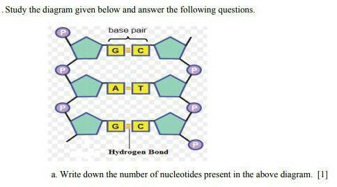 Write down the number of nucleotide present in the above diagram