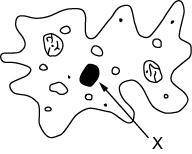 **NEED TODAY** The picture shows a protist, which is a single-celled organism. The structure labele