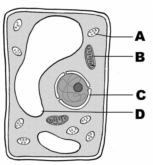 Which structure is represented by the letter D? Choose 1  (Choice A) A Chloroplast (Choice B