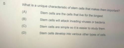 What is a unique characteristic of stem cells that makes them important