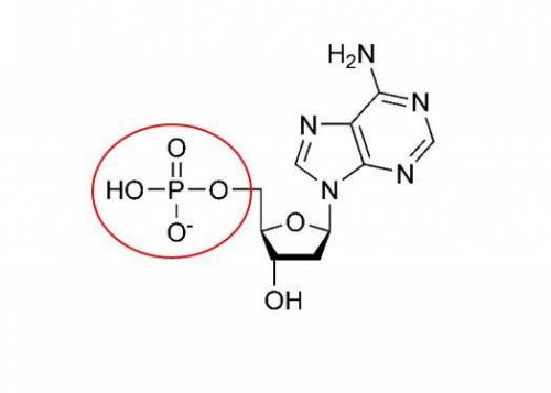 What functional group is this ( in red)