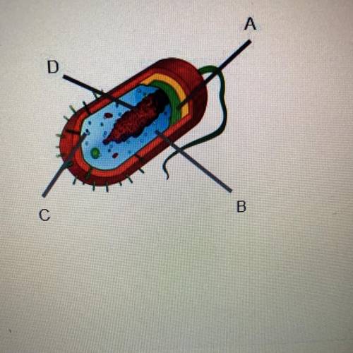 Identify the structures in the cell pictured on the

right.
(Cytoplasm, Cell membrane, DNA, Riboso