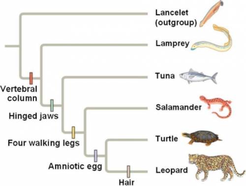 1. The leopard shares a most recent common ancestor with which other organism? 2. Which organism do
