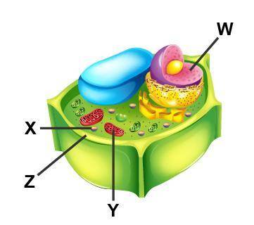 Examine the diagram of a cell. Which accurately labels the lysosome?