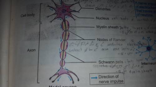 Label the neuron above