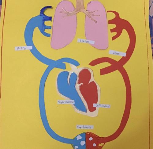 can someone help me please! i need to write an explanation on my blood circulatory system project b